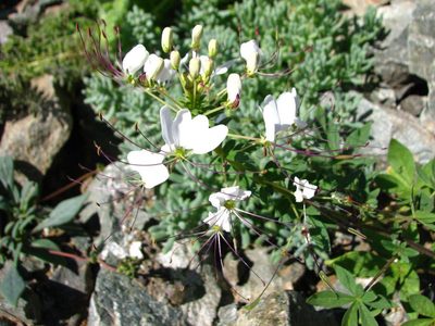 Cleome chilensis, photographed by Cesar Ormazabal