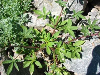 Cleome chilensis, photographed by Cesar Ormazabal