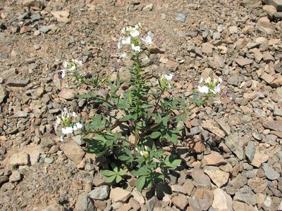 Cleome chilensis, photographed by Cesar Ormazabal