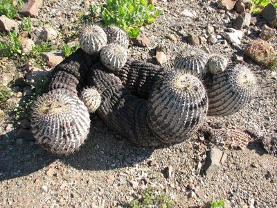 Copiapoa gigantea, photographed by Cesar Ormazabal