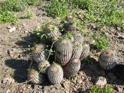 Copiapoa gigantea, photographed by Cesar Ormazabal