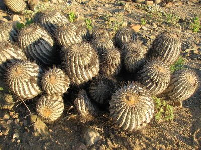 Copiapoa gigantea, photographed by Cesar Ormazabal