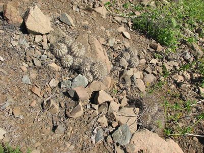 Copiapoa gigantea, photographed by Cesar Ormazabal
