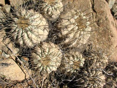 Copiapoa gigantea, photographed by Cesar Ormazabal