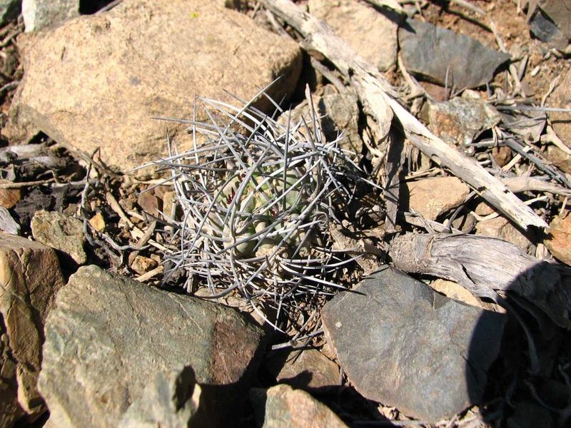 Eriosyce paucicostata, photographed by Cesar Ormazabal