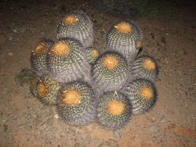 Copiapoa gigantea, photographed by Cesar Ormazabal