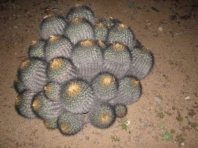 Copiapoa gigantea, photographed by Cesar Ormazabal