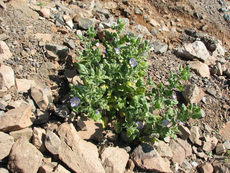Cristaria integerrima, photographed by Cesar Ormazabal