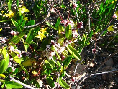 Cuscuta purpurata, photographed by Cesar Ormazabal