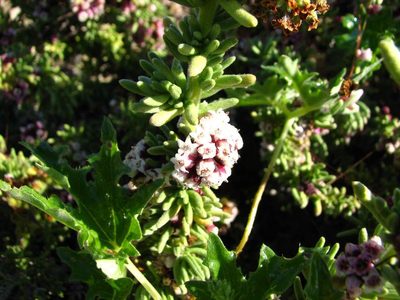 Cuscuta purpurata, photographed by Cesar Ormazabal