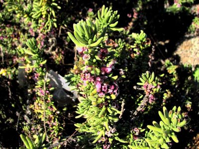 Cuscuta purpurata, photographed by Cesar Ormazabal