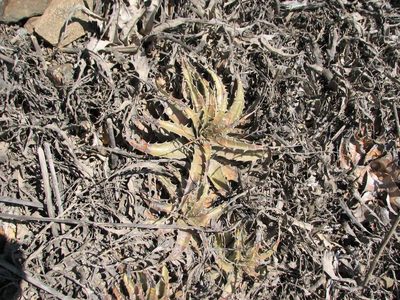 Deuterocohnia chrysantha, photographed by Cesar Ormazabal