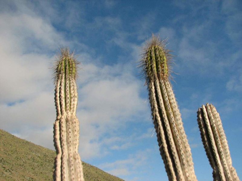Eulychnia taltalensis, photographed by Cesar Ormazabal