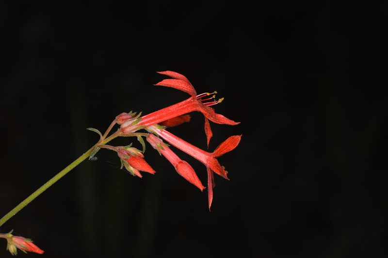 Ipomopsis aggregata, photographed by Trevor Van Loon