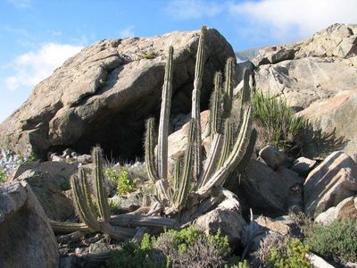 Eulychnia taltalensis, photographed by Cesar Ormazabal
