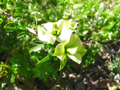 Euphorbia lactiflua, photographed by Cesar Ormazabal
