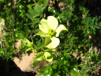 Euphorbia lactiflua, photographed by Cesar Ormazabal