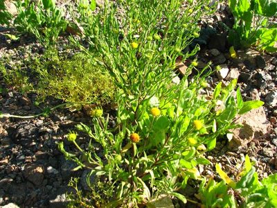Helenium atacamense, photographed by Cesar Ormazabal