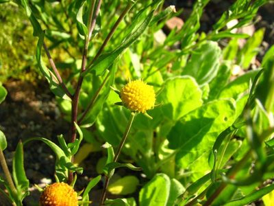 Helenium atacamense, photographed by Cesar Ormazabal
