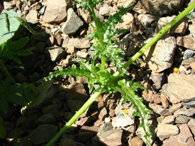 Loasa nitida, photographed by Cesar Ormazabal