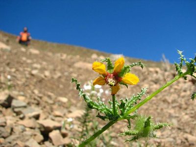Loasa nitida, photographed by Cesar Ormazabal