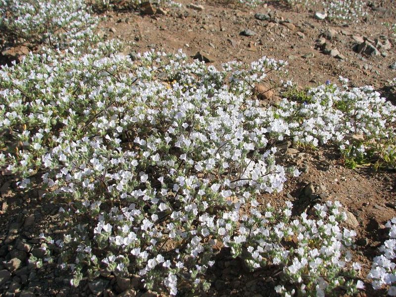 Nolana aplocaryoides, photographed by Cesar Ormazabal
