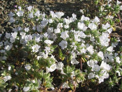 Nolana aplocaryoides, photographed by Cesar Ormazabal