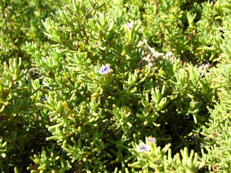 Nolana ramosissima, photographed by Cesar Ormazabal