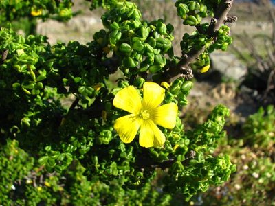 Oxalis virgosa, photographed by Cesar Ormazabal
