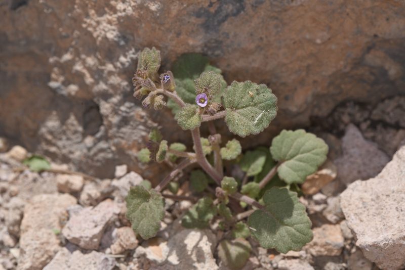 Phacelia peirsoniana, photographed by Trevor Van Loon