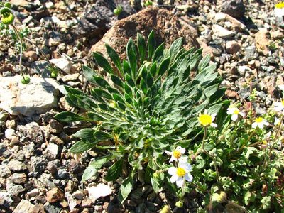 Viola polypoda, photographed by Cesar Ormazabal