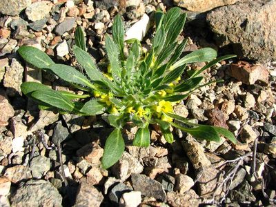 Viola polypoda, photographed by Cesar Ormazabal