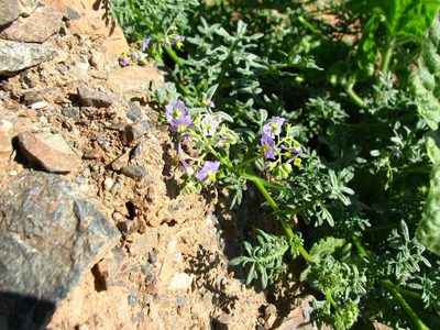 Solanum brachyantherum, photographed by Cesar Ormazabal
