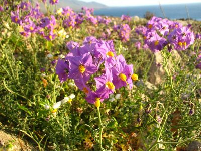 Solanum remyanum, photographed by Cesar Ormazabal