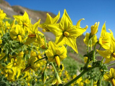 Solanum chilense, photographed by Cesar Ormazabal