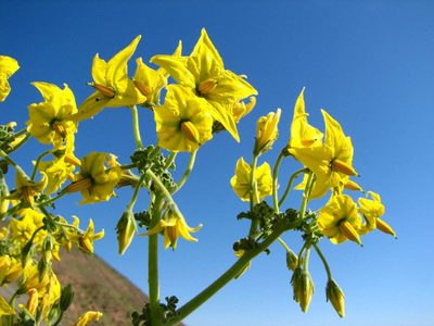 Solanum chilense, photographed by Cesar Ormazabal