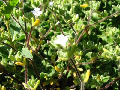 Nolana aplocaryoides, photographed by Cesar Ormazabal