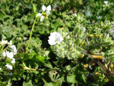 Nolana aplocaryoides, photographed by Cesar Ormazabal