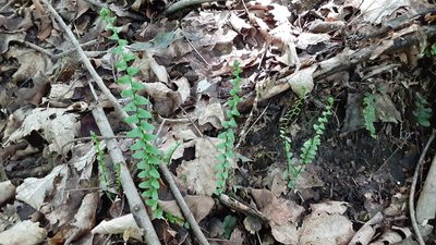 Asplenium platyneuron, photographed by Larry Jensen