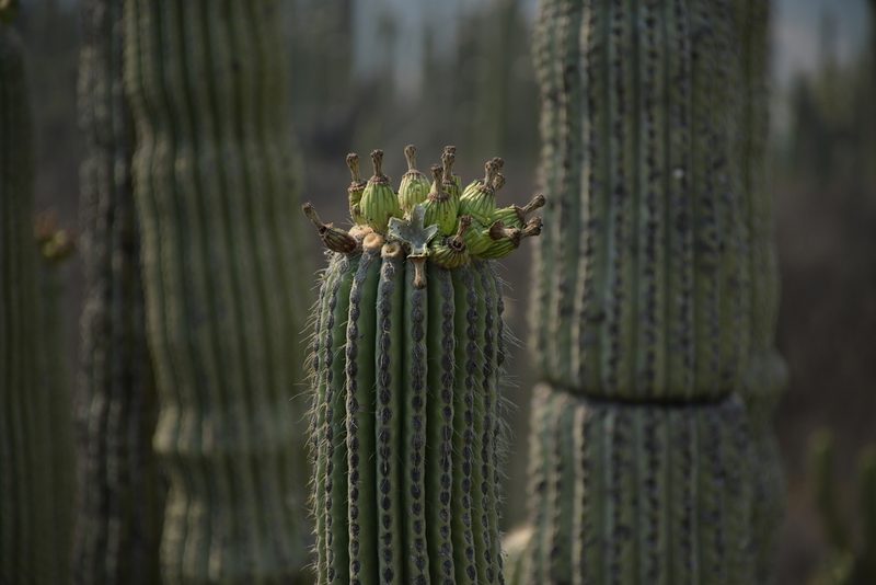 Cephalocereus tetetzo, photographed by Diana Fuentes