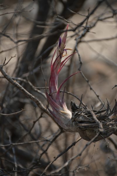 Tillandsia circinnatioides, photographed by Diana Fuentes