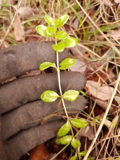 Epilobium chionanthum, photographed by Joe Potter Butler