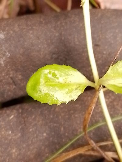 Epilobium chionanthum, photographed by Joe Potter Butler