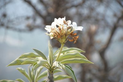 Plumeria rubra, photographed by Diana Fuentes