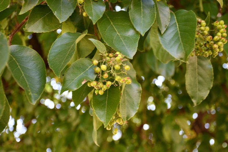 Ehretia latifolia, photographed by Diana Fuentes