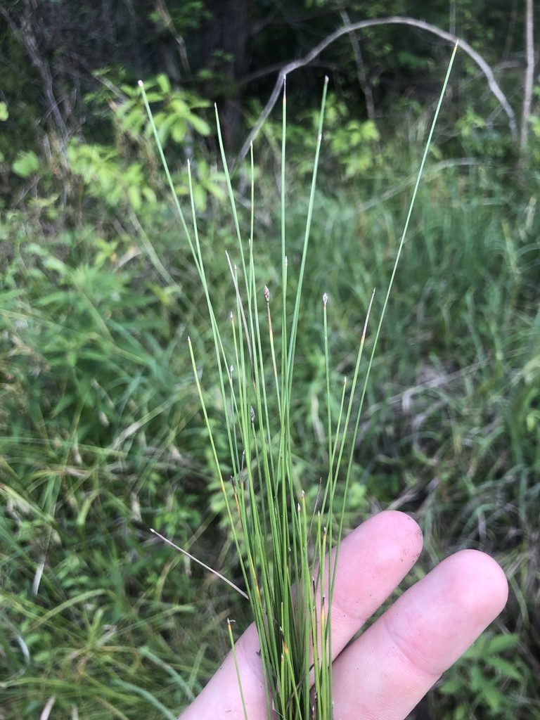 Eleocharis erythropoda, photographed by John Kees