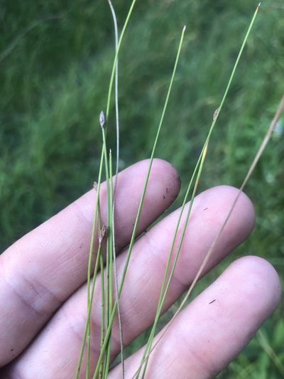 Eleocharis erythropoda, photographed by John Kees