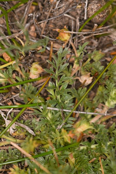 Potentilla millefolia, photographed by Trevor Van Loon