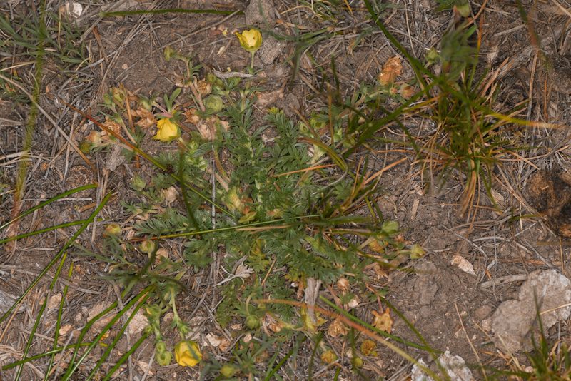 Potentilla millefolia, photographed by Trevor Van Loon