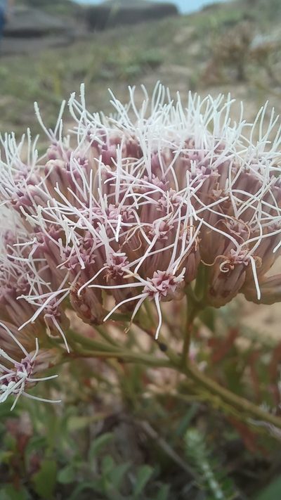 Symphyopappus casarettoi, photographed by JG